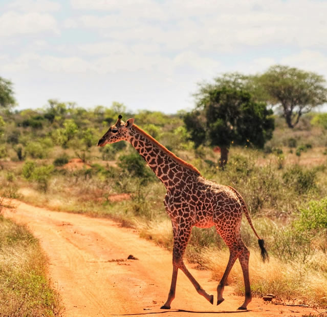 2 Days Safari (Tsavo East)National Park