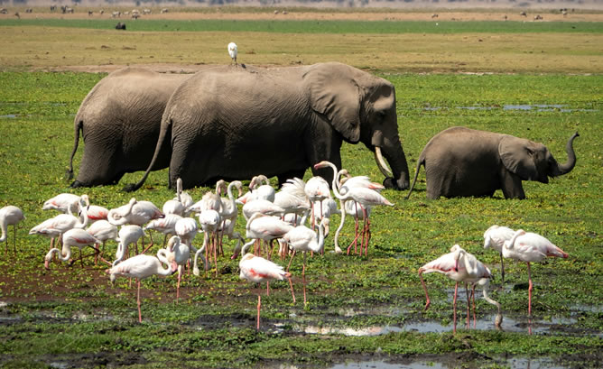 3 Days amboseli safari