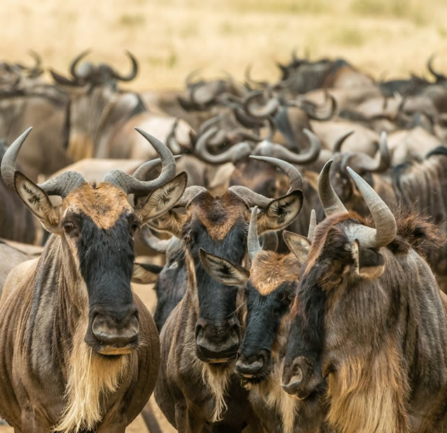 5 Days Safari- Aberdares, Masai Mara, Lake Nakuru