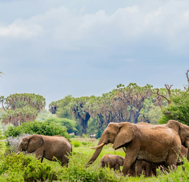 6 Days, Samburu, Nakuru, Mara