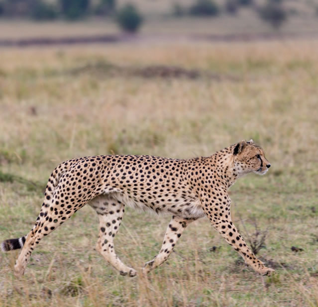 7 Days Safari Samburu, Aberdares, Lake Nakuru & Masai Mara