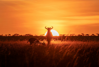 8 Days Safari To Amboseli, Samburu, Maasai Mara