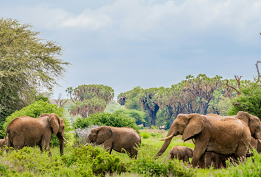 Samburu, Sweetwaters, L. Nakuru & Maasai Mara