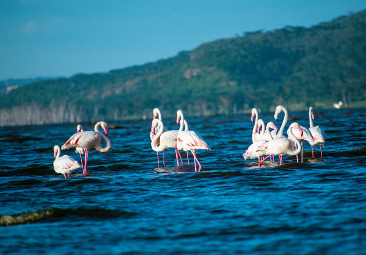 lake nakuru national park